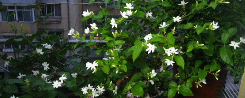 茉莉花最低耐寒温度是多少，最低耐寒5℃