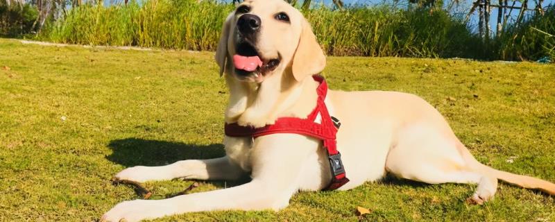 什么颜色的拉布拉多犬贵，黑色、黄色和棕色的品种比较贵