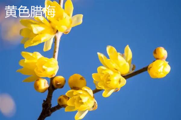 腊梅有几种颜色，有黄色、白色、红色等颜色