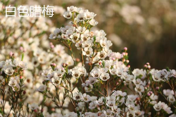 腊梅有几种颜色，有黄色、白色、红色等颜色