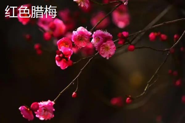 腊梅有几种颜色，有黄色、白色、红色等颜色