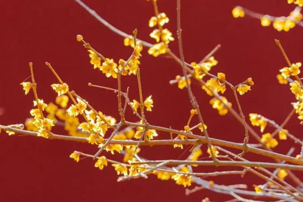 腊梅有几种颜色，有黄色、白色、红色等颜色