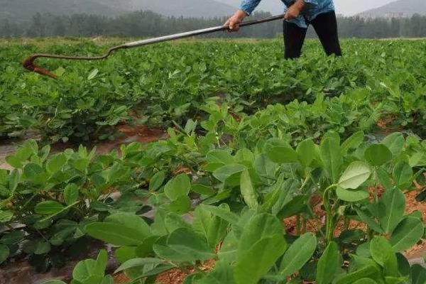 花生田间中后期管理方法，苗期每亩追施花生配方肥35公斤左右