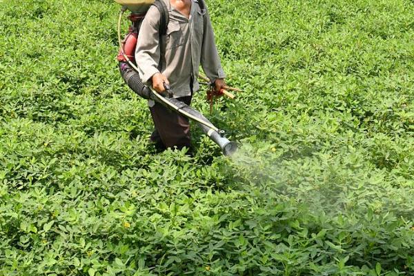 花生田间中后期管理方法，苗期每亩追施花生配方肥35公斤左右