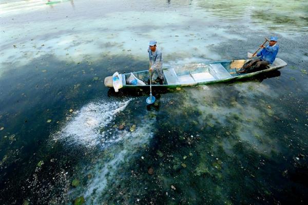 白鲢的养殖方法，挑选规格一致、无伤病的优质鱼种