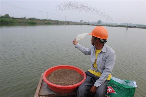白鲢的养殖方法，挑选规格一致、无伤病的优质鱼种