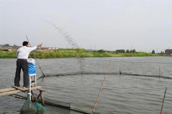 白鲢的养殖方法，挑选规格一致、无伤病的优质鱼种