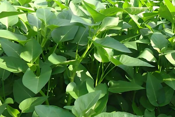 6月份适合种什么菜，可以选择种空心菜、红薯、冬瓜等