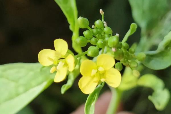 6月份适合种什么菜，可以选择种空心菜、红薯、冬瓜等