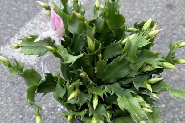 蟹爪兰简介，茎节连接似螃蟹爪