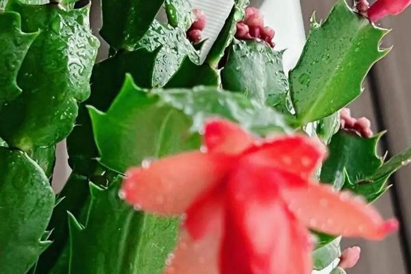 蟹爪兰简介，茎节连接似螃蟹爪