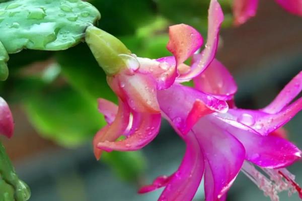 蟹爪兰简介，茎节连接似螃蟹爪