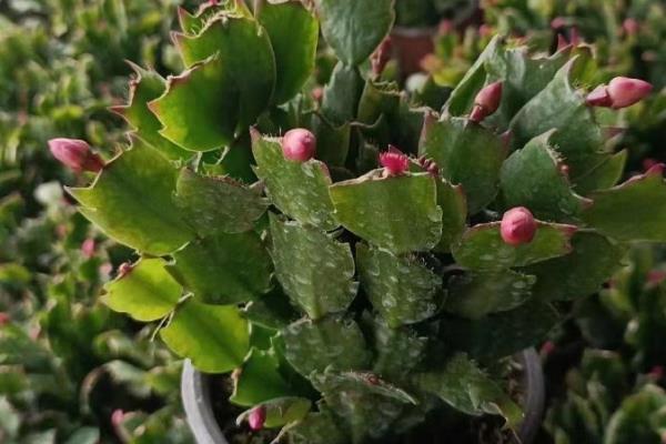 蟹爪兰简介，茎节连接似螃蟹爪