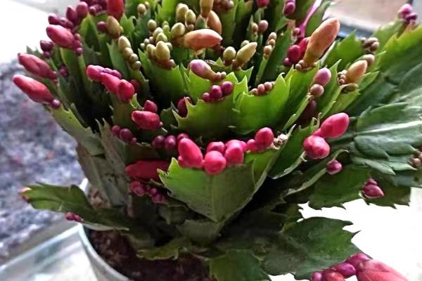蟹爪兰简介，茎节连接似螃蟹爪