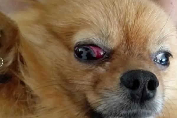 狗狗眼睛发红的原因，可能是患眼部疾病或进了异物