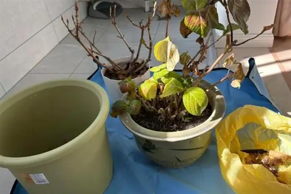 绣球叶子软塌塌的怎么处理，可将其转移到通风处进行养护