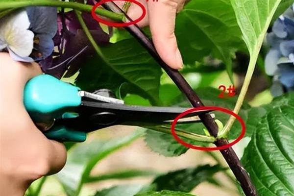 绣球叶子软塌塌的怎么处理，可将其转移到通风处进行养护