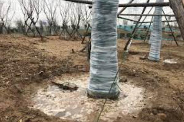 冬天栽杨树能不能活，耐寒性极强在冬天可以栽活