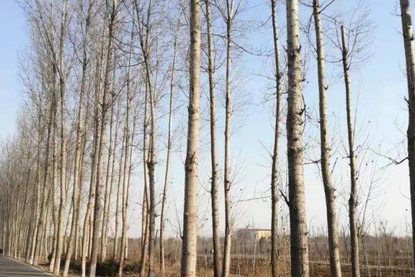 冬天栽杨树能不能活，耐寒性极强在冬天可以栽活
