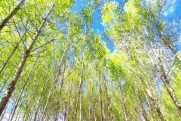 冬天栽杨树能不能活，耐寒性极强在冬天可以栽活
