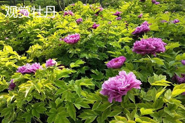 观赏牡丹和凤丹的区别是什么，叶片、枝条和根系均不同