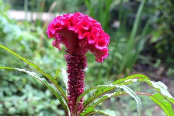 鸡冠花种子的价格，价格大约在100-120元左右一斤