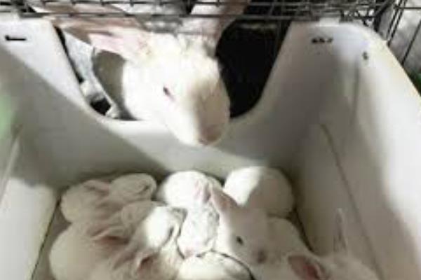 家养兔子算不算野味，家养兔子不算野味