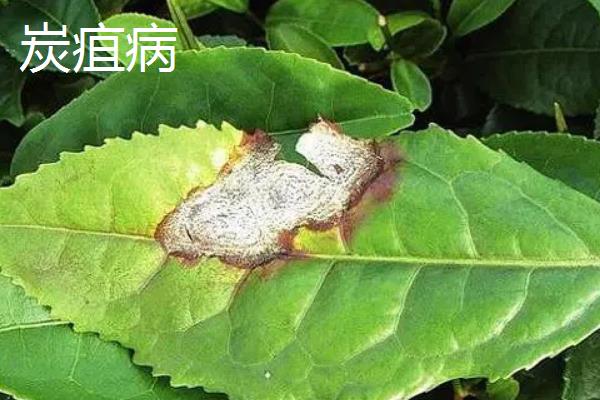 苦丁茶的见病虫害及防治方法，常见的有炭疽病、根腐病等