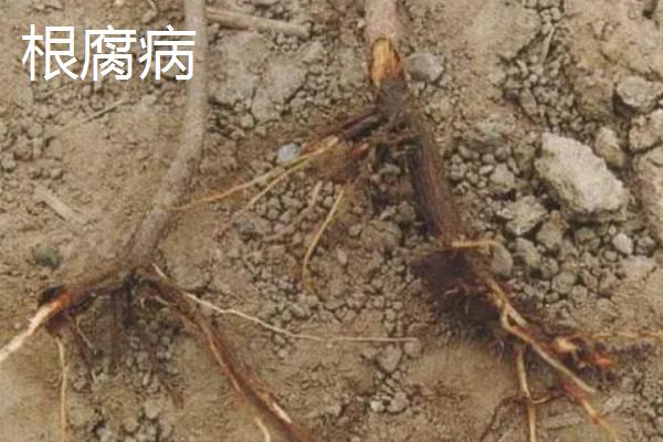 苦丁茶的见病虫害及防治方法，常见的有炭疽病、根腐病等