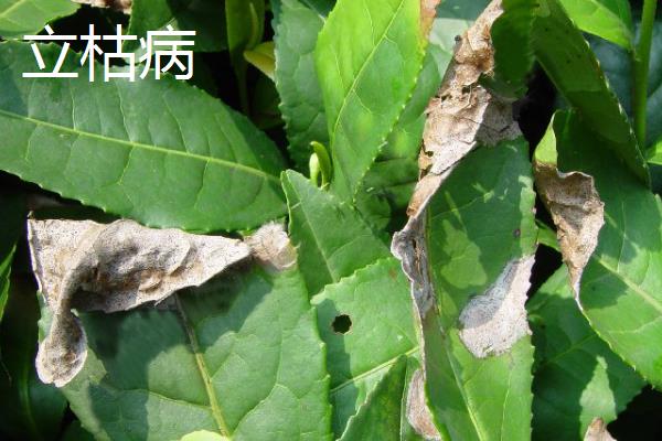苦丁茶的见病虫害及防治方法，常见的有炭疽病、根腐病等