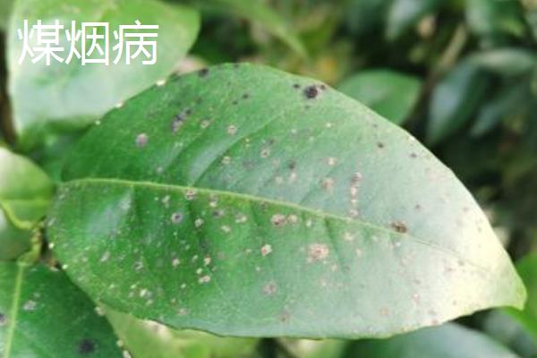 苦丁茶的见病虫害及防治方法，常见的有炭疽病、根腐病等