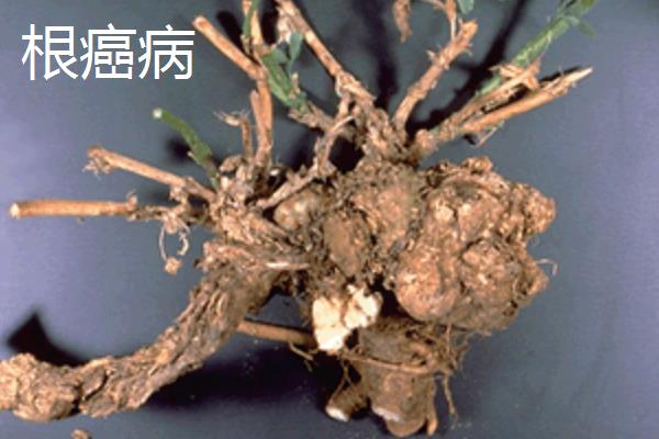 苦丁茶的见病虫害及防治方法，常见的有炭疽病、根腐病等