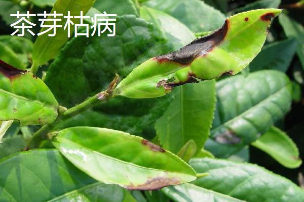 苦丁茶的见病虫害及防治方法，常见的有炭疽病、根腐病等