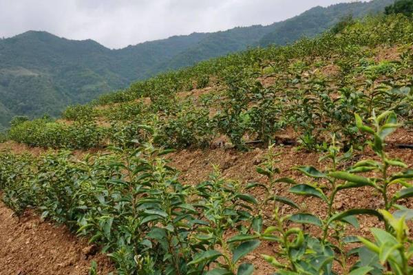 苦丁茶的见病虫害及防治方法，常见的有炭疽病、根腐病等