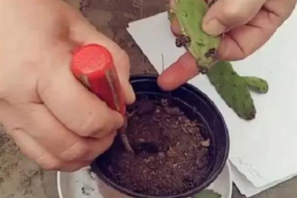 仙人掌怎样扦插，适合生长在土质较为疏松肥沃的土壤中