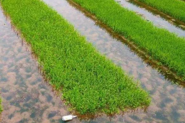 水稻各个时期病虫害如何防治，不同病虫使用不同的药剂防治