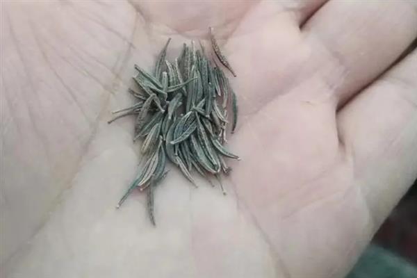 格桑花种子需要浸泡吗，有条件的情况下建议浸种