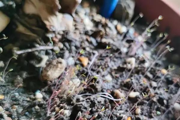格桑花种子需要浸泡吗，有条件的情况下建议浸种
