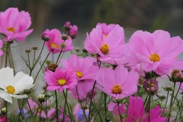 格桑花种子需要浸泡吗，有条件的情况下建议浸种