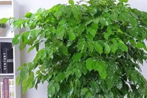 幸福树移盆的要求，移盆之前要浇够足够的水