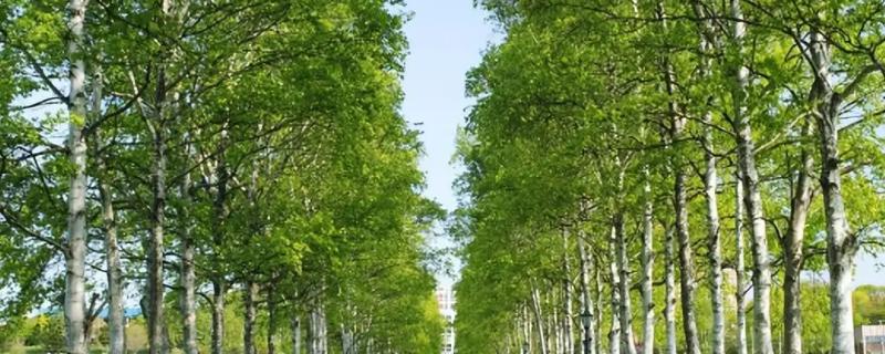 如何防治杨树烂皮，化学防治效果好