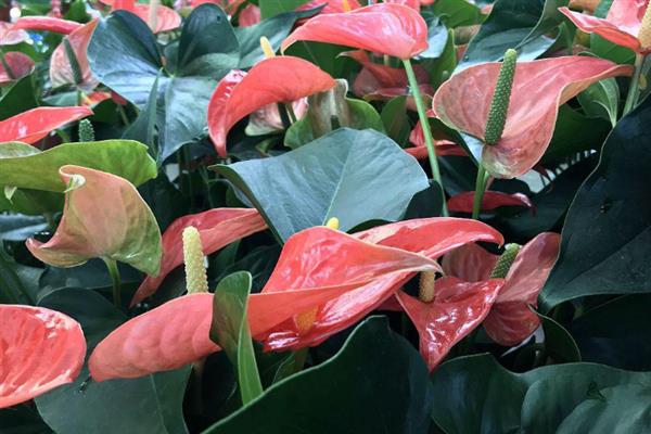 粉掌的花语，寓意爱情永恒、自强不息等
