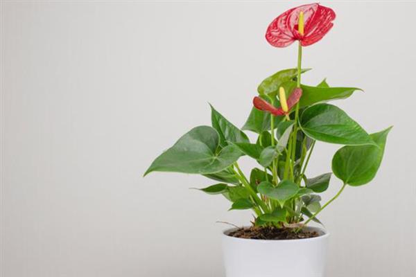 粉掌的花语，寓意爱情永恒、自强不息等