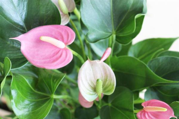 粉掌的花语，寓意爱情永恒、自强不息等