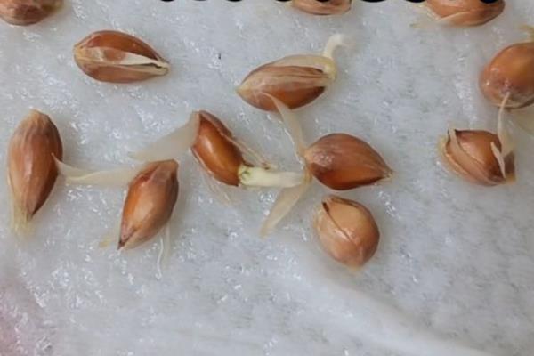 橙子籽怎么种，选择优质的种子才可以成活发芽