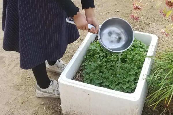 徒长的香菜是不是无法长大，采取针对性措施依然可以生长