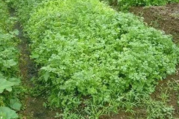 徒长的香菜是不是无法长大，采取针对性措施依然可以生长