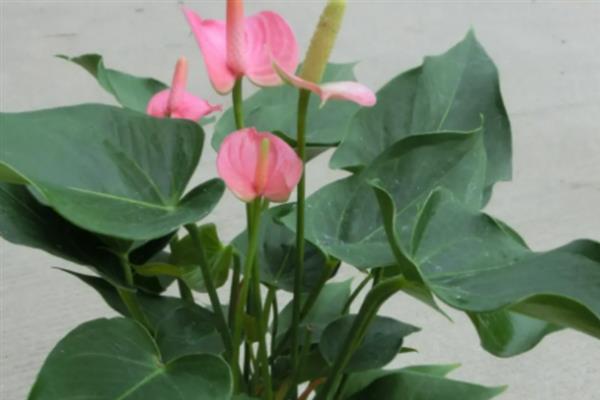 粉掌的花语，寓意爱情永恒、自强不息等