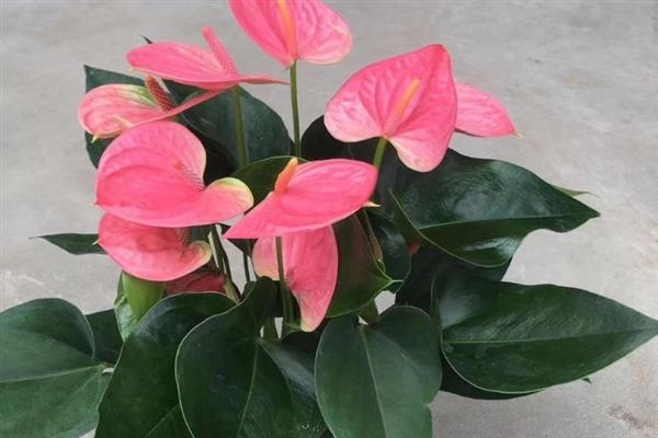 粉掌的花语，寓意爱情永恒、自强不息等