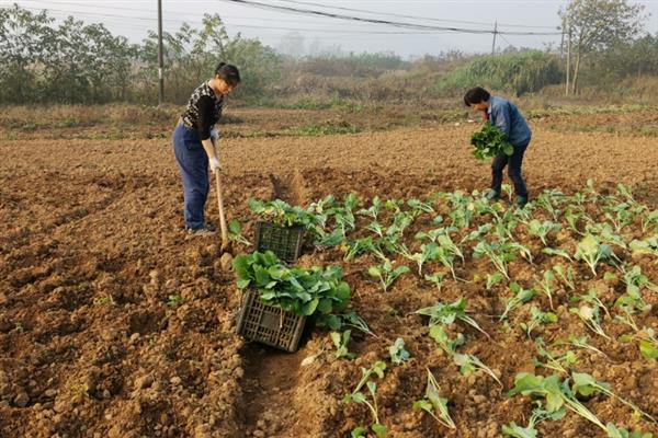 油菜几月份种，4月或者9月均可种植